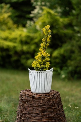 cis-pospolity-taxus-baccata-david-aureum-zielonapara-sadzonka-duza-zdrowa-zolte-iglaki.jpg