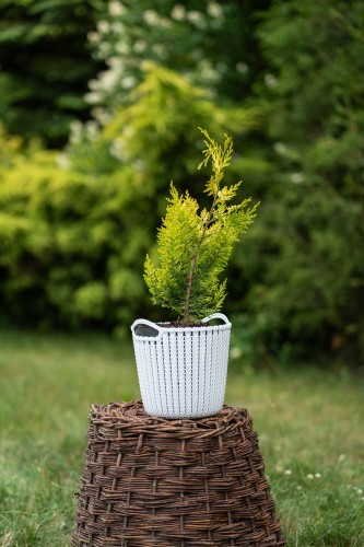 cyprysik-groszkowy-chamaecyparis-pisifera-zolty-kolumnowy-zielonapara-sadzonka-duza-zdrowa-ozdobne-iglaki.jpg