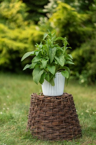 dziewanna-verbascum-thapsus-zielonapara-sadzonka-duza-zdrowa-zolte-kwiaty-2.jpg