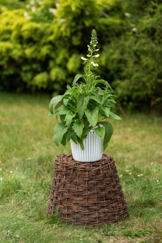dziewanna-biala-verbascum-nigrum-album-zielonapara-sadzonka-duza-zdrowa-biale-kwiaty-2.jpg