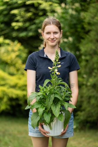 dziewanna-biala-verbascum-nigrum-album-zielonapara-sadzonka-duza-zdrowa-biale-kwiaty-3.jpg