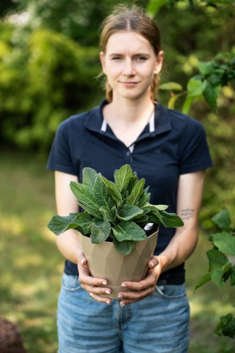 dziewanna-verbascum-sugar-plum-zielonapara-sadzonka-duza-zdrowa-fioletowe-kwiaty-zolty-srodek