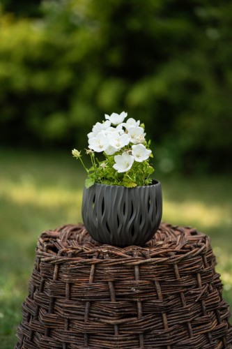 dzwonek-bialy-campanula-persicifolia-zielonapara-sadzonka-duza-zdrowa-biale-kwiaty.jpg