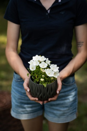 dzwonek-bialy-campanula-persicifolia-zielonapara-sadzonka-duza-zdrowa-biale-kwiaty-klaudia.jpg