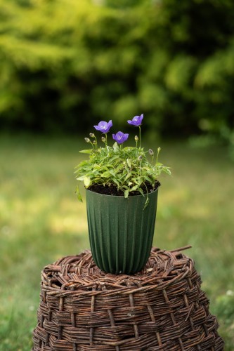 dzwonek-karpacki-niebieski-campanula-carpatica-zielonapara-sadzonka-duza-zdrowa-niebieskie-kwiaty.jpg