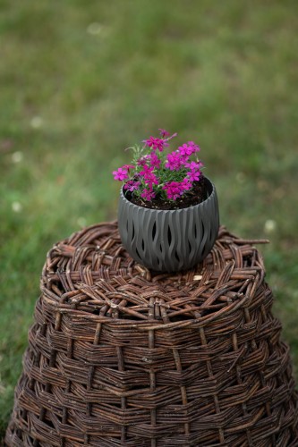 floks-szydlasty-emerald-cushion-blue-phlox-subulata-niebieskie-kwiaty-niska-bylina-okrywowa-sadzonka-sadzonki-zielona-para-zielonapara