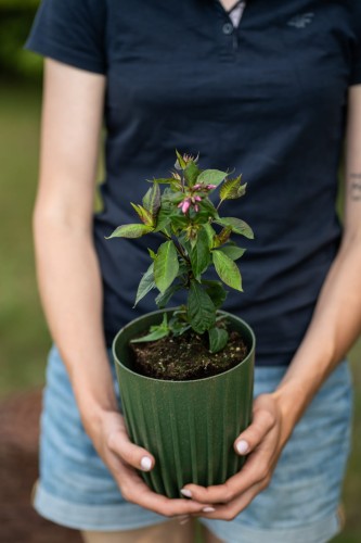floks-wiechowaty-phlox-paniculata-zielonapara-sadzonka-duza-zdrowa-rozowe-kwiat.jpg