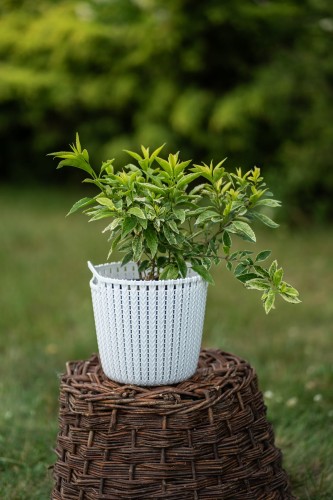 forsycja-forsythia-intermedia-variegata-zielonapara-sadzonka-duza-zdrowa-pstre-liscie-zolte-kwiaty.jpg