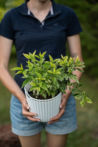 forsycja-forsythia-intermedia-variegata-zielonapara-sadzonka-duza-zdrowa-pstre-liscie-zolte-kwiaty2.jpg