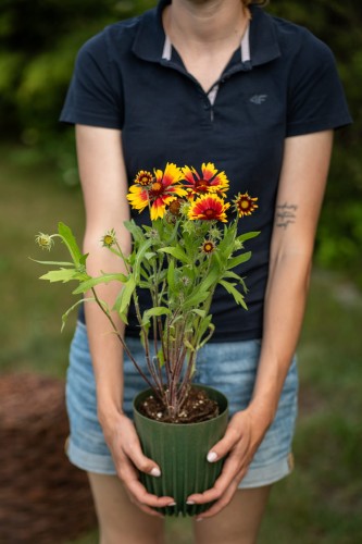 gailardia-mesa-red-gaillardia-aristata-czerwone-kwiaty-dlugo-kwitnaca-bylina-30-40cm-sadzonka-sadzonki-zielona-para-zielonapara