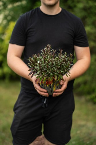 gaura-gaura-lindheimeri-zielonapara-sadzonka-duza-zdrowa-biale-rozowe-kwiat.jpg
