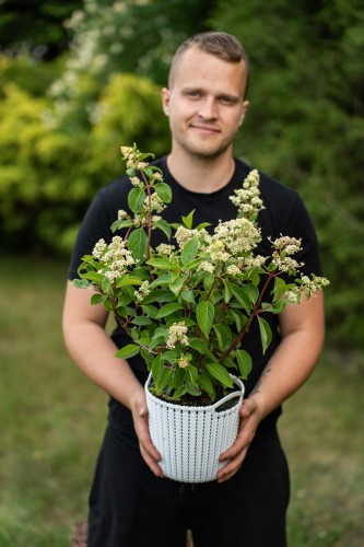 hortensja-bukietowa-levana-hydrangea-paniculata-biale-stozkowate-kwiatostany-wysoka-250-300cm-sadzonka-sadzonki-zielona-para-zielonapara