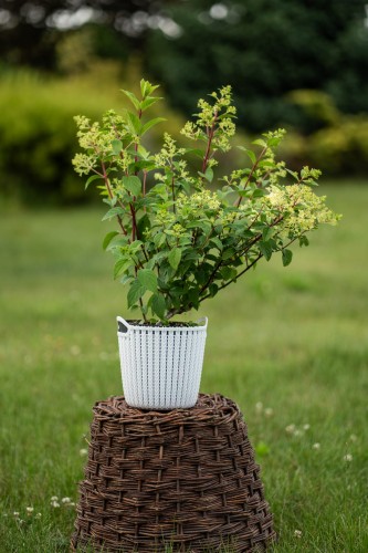 hortensja-bukietowa-vanille-fraise-hydrangea-paniculata-biale-rozowiejące-wiechy-okazała-odmiana-sadzonka-sadzonki-zielona-para-zielonapara