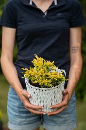 jalowiec-pospolity-juniperus-communis-goldschatz-zielonapara-sadzonka-duza-zdrowa-zlocisto-zielone-iglaki