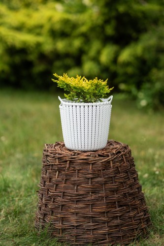 jalowiec-pospolity-juniperus-communis-goldschatz-zielonapara-sadzonka-duza-zdrowa-zlocisto-zielone-iglaki