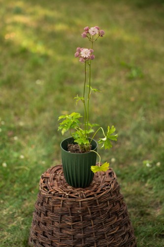 jarzmianka-wieksza-primadonna-astrantia-major-primadonna-rozowe-kwiaty-dekoracyjne-bylina-do-polcienia-sadzonka-sadzonki-zielona-para-zielonapara