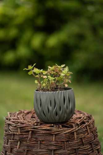 jasnota-lamium-maculatum-zielonapara-sadzonka-duza-zdrowa-rozowe-kwiaty.jpg
