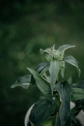 jeżówka-purpurowa-Echinacea-purpurea-zielonapara-zielona-para-sadzonka-0257.jpg