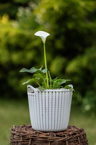 kalia-zantedeschia-aethiopica-zielonapara-sadzonka-duza-zdrowa-biale-kwiaty.jpg