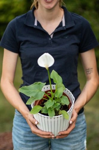 kalia-zantedeschia-aethiopica-zielonapara-sadzonka-duza-zdrowa-biale-kwiaty-klaudia.jpg