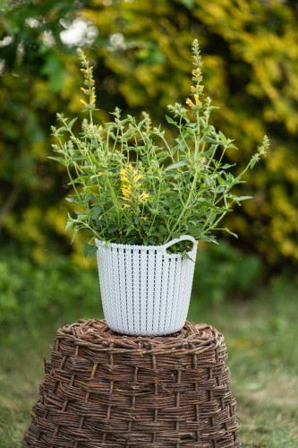 klosowiec-agastache-hybrida-morello-yellow-zielonapara-sadzonka-duza-zdrowa-zolte-kwiaty.jpg