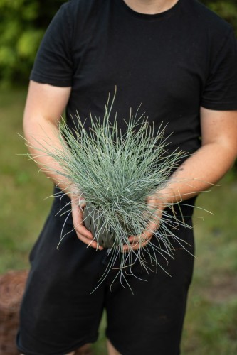 kostrzewa-sina-golden-toupee-festuca-glauca-zlociste-liscie-niska-trawa-ozdobna-na-skalki-sadzonka-sadzonki-zielona-para-zielonapara