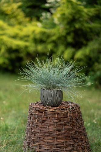 kostrzewa-sina-golden-toupee-festuca-glauca-zlociste-liscie-niska-trawa-ozdobna-na-skalki-sadzonka-sadzonki-zielona-para-zielonapara