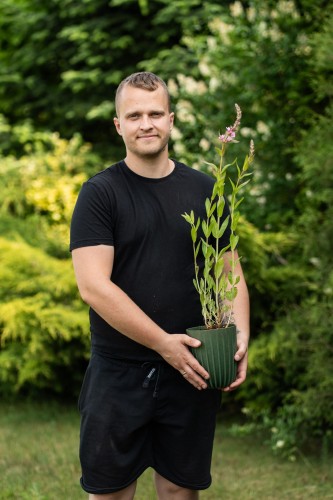 krwawnica-pospolita-lythrum-salicaria-blush-zielonapara-sadzonka-duza-zdrowa-jasnorozowe-kwiaty