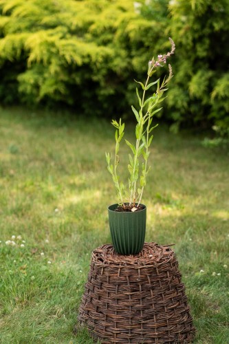 krwawnica-pospolita-lythrum-salicaria-robert-zielonapara-sadzonka-duza-zdrowa-rozowe-kwiaty