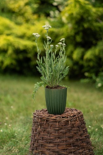 krwawnik-pospolity-achillea-millefolium-zielonapara-sadzonka-duza-zdrowa-biale-kwiaty-1.jpg