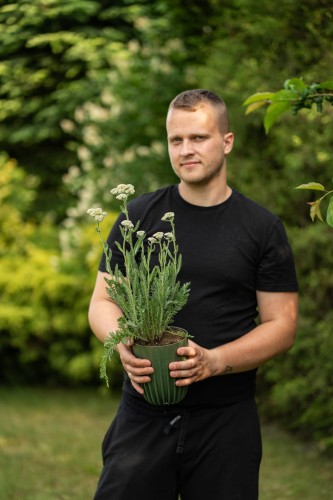 krwawnik-pospolity-achillea-millefolium-zielonapara-sadzonka-duza-zdrowa-biale-kwiaty-2.jpg
