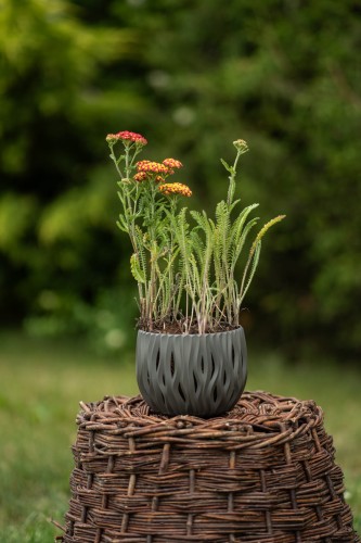 krwawnik-czerwony-achillea-millefolium-zielonapara-sadzonka-duza-zdrowa-czerwone-kwiaty.jpg