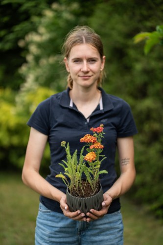 krwawnik-czerwony-achillea-millefolium-zielonapara-sadzonka-duza-zdrowa-czerwone-kwiaty-2.jpg