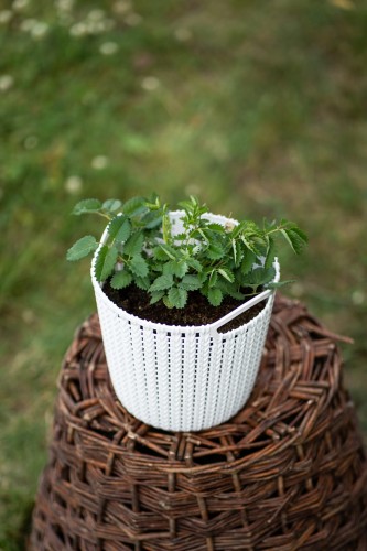 krwisciag-sanguisorba-officinalis-zielonapara-sadzonka-duza-zdrowa-czerwone-kwiaty.jpg