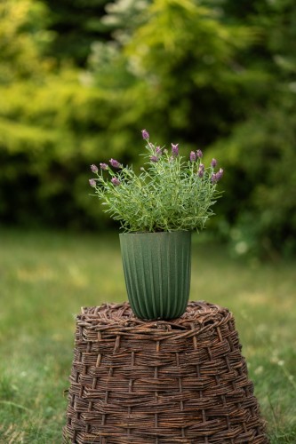 lawenda-francuska-lavandula-stoechas-zielonapara-sadzonka-duza-zdrowa-fioletowe-kwiaty-2.jpg