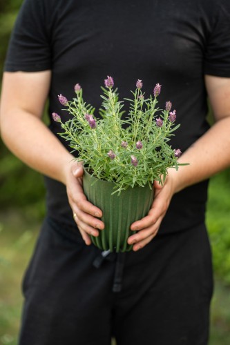 lawenda-francuska-lavandula-stoechas-zielonapara-sadzonka-duza-zdrowa-fioletowe-kwiaty-3.jpg