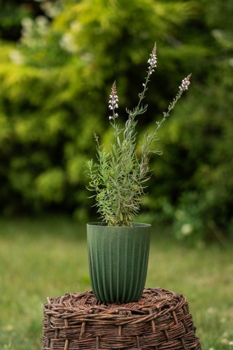 lnica-linaria-vulgaris-zielonapara-sadzonka-duza-zdrowa-kwiaty.jpg