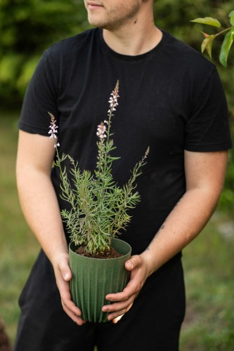 lnica-linaria-vulgaris-zielonapara-sadzonka-duza-zdrowa-kwiaty-2.jpg