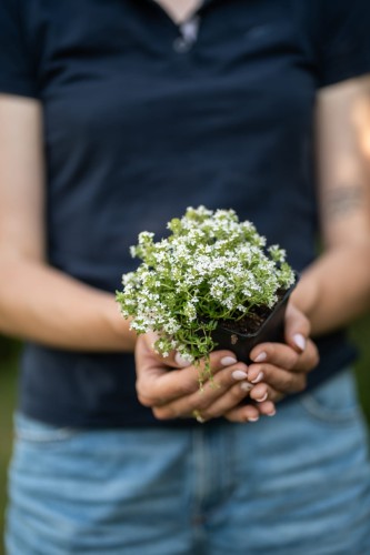 macierzanka-thymus-serpyllum-abus-zielonapara-sadzonka-duza-zdrowa-rozowe-kwiat.jpg