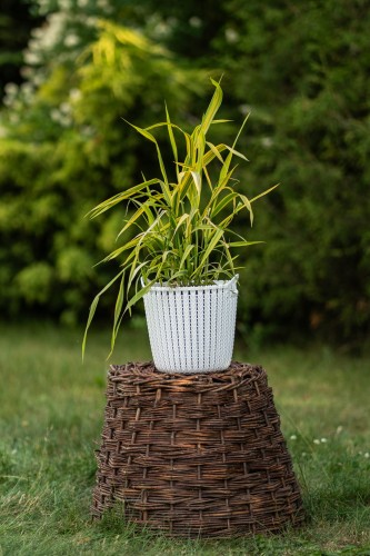 mozga-trzcinowa-phalaris-arundinacea-arctic-sun-zielonapara-sadzonka-duza-zdrowa-pstre-liscie.jpg
