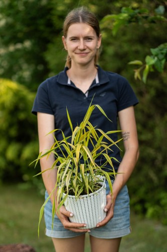 mozga-trzcinowa-phalaris-arundinacea-arctic-sun-zielonapara-sadzonka-duza-zdrowa-pstre-liscie-2.jpg