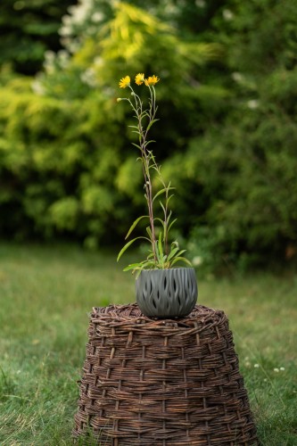 nachylek-okolkowy-sunstar-rose-coreopsis-verticillata-rozowe-kwiaty-kompaktowa-bylina-na-rabatki-sadzonka-sadzonki-zielona-para-zielonapara