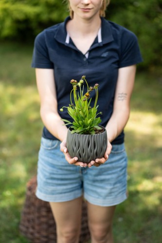 nachylek-okolkowy-bloomsation-dragon-coreopsis-verticillata-dwukolorowe-kwiaty-zoltoczerwone-bylina-na-rabatki-sadzonka-sadzonki-zielona-para-zielonapara
