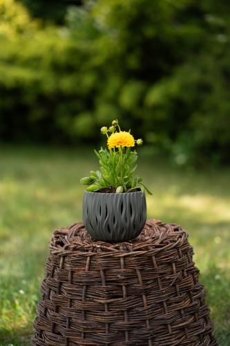 nachylek-wielkokwiatowy-coreopsis-grandiflora-solanna-golden-sphere-zielonapara-sadzonka-duza-zdrowa-kremowo-zolte-kwiaty