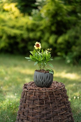 nachylek-wielkokwiatowy-coreopsis-grandiflora-sunfire-yellow-red-zielonapara-sadzonka-duza-zdrowa-kremowo-zolte-kwiaty