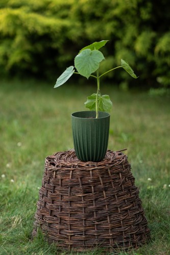 paulownia-cesarska-paulownia-tomentosa-zielonapara-sadzonka-duza-zdrowa-fioletowe-kwiaty.jpg