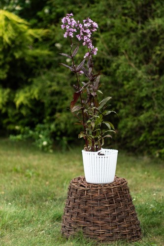 penstemon-penstemon-hybridus-zielonapara-sadzonka-duza-zdrowa-fioletowe-kwiaty.jpg
