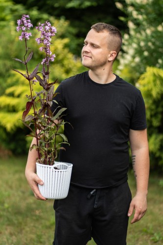 penstemon-penstemon-hybridus-zielonapara-sadzonka-duza-zdrowa-fioletowe-kwiaty-2.jpg