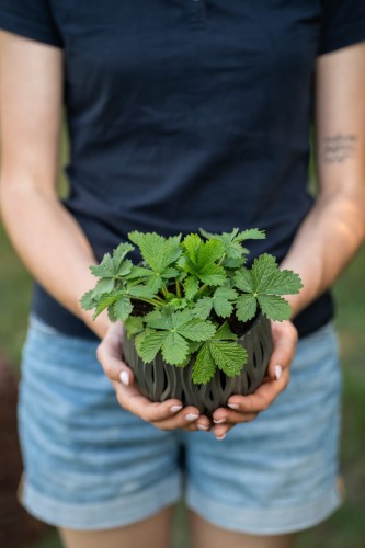 pieciornik-bylinowy-potentilla-neumanniana-red-zielonapara-sadzonka-duza-zdrowa-czerwone-kwiaty-3.jpg