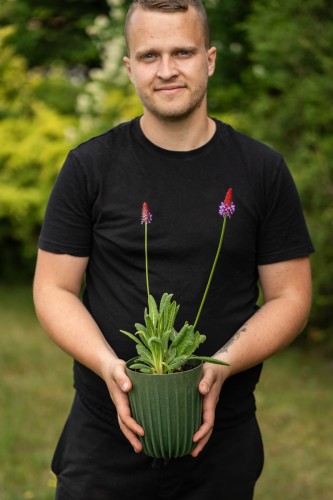 pierwiosnek-primula-vaillin-zielonapara-sadzonka-duza-zdrowa-kolorowe-kwiat.jpg